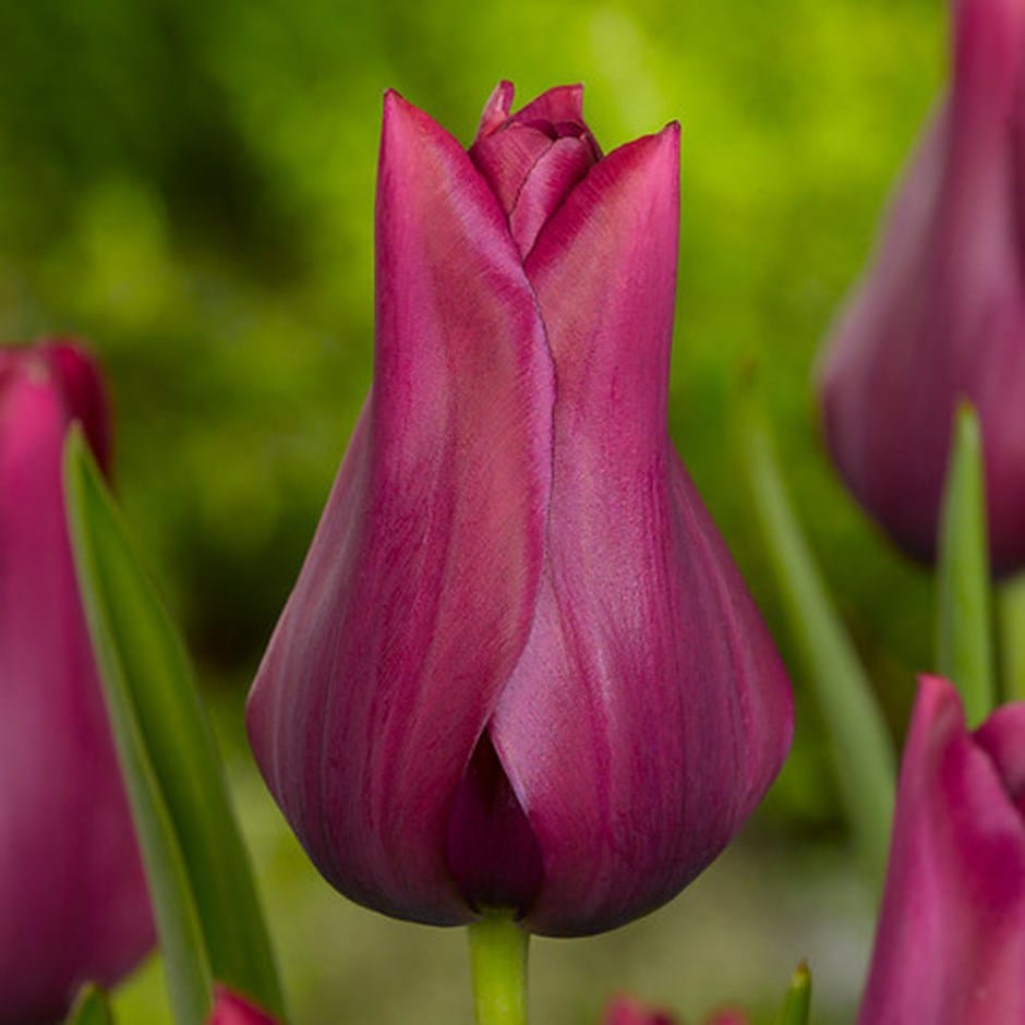 <i>Tulipa</i> 'Merlot'