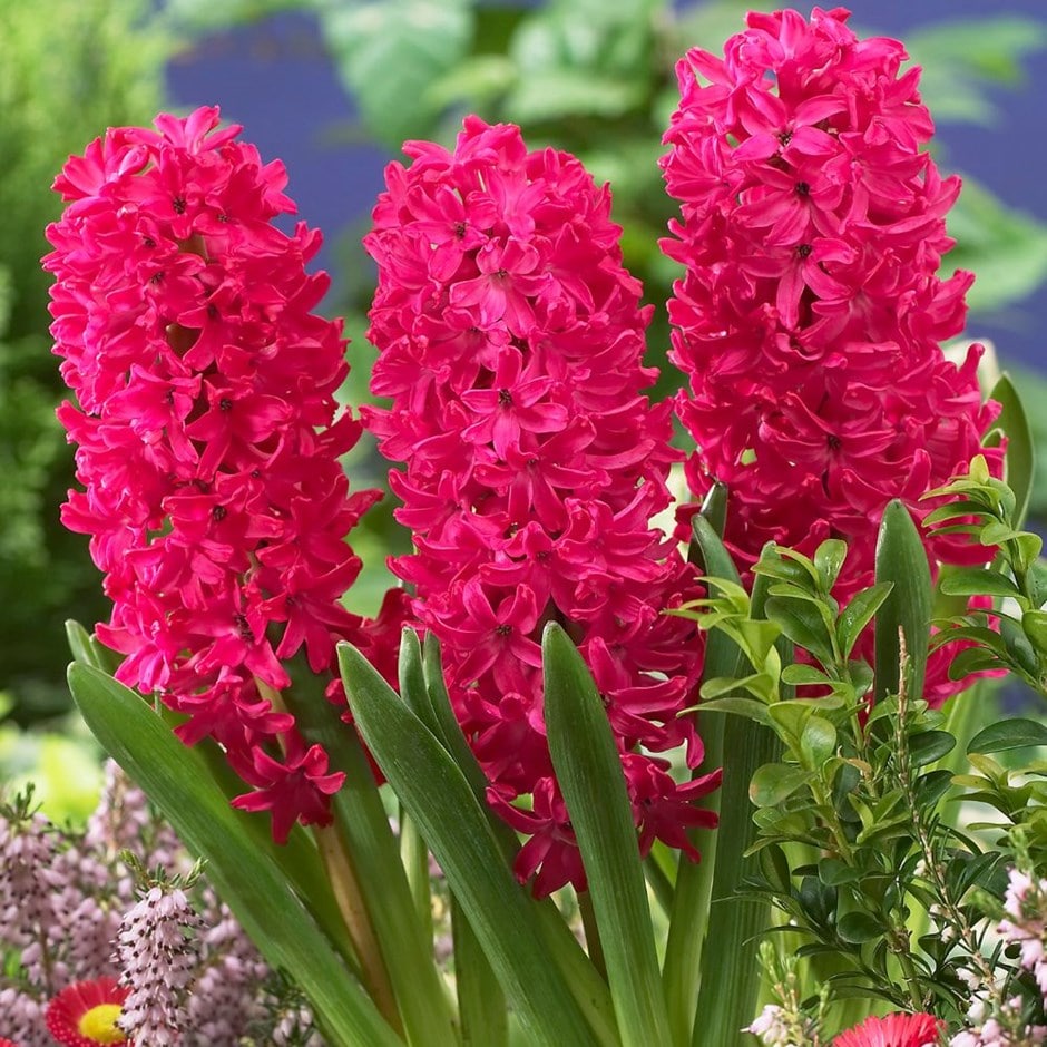 <i>Hyacinthus orientalis</i> &#39;Jan Bos&#39;