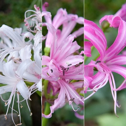 Nerine collection