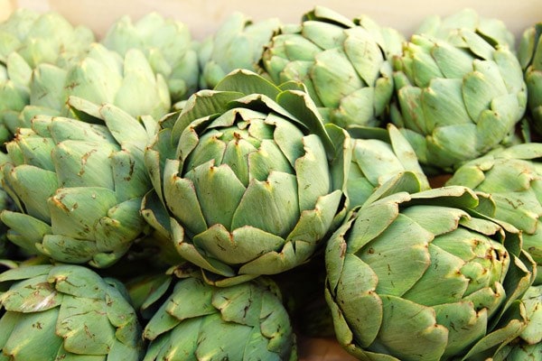 globe artichoke Cynara cardunculus Scolymus Group