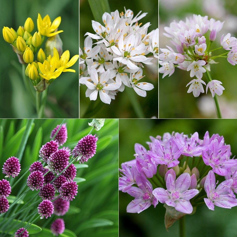 Product options image