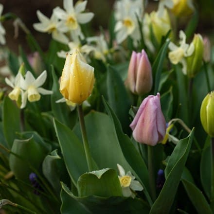 Bulbs for pots - Spring favourites