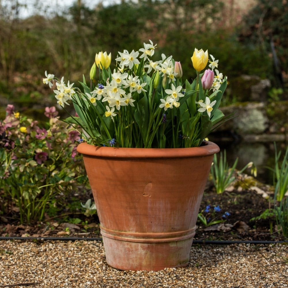 Bulbs for pots - Spring favourites