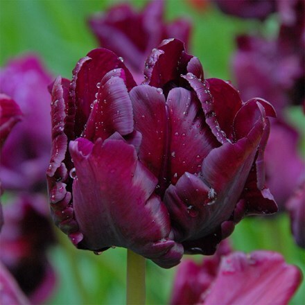 Picture of Tulipa Victoria's Secret