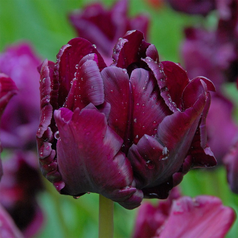Buy triumph tulip bulbs Tulipa 'Victoria's Secret'