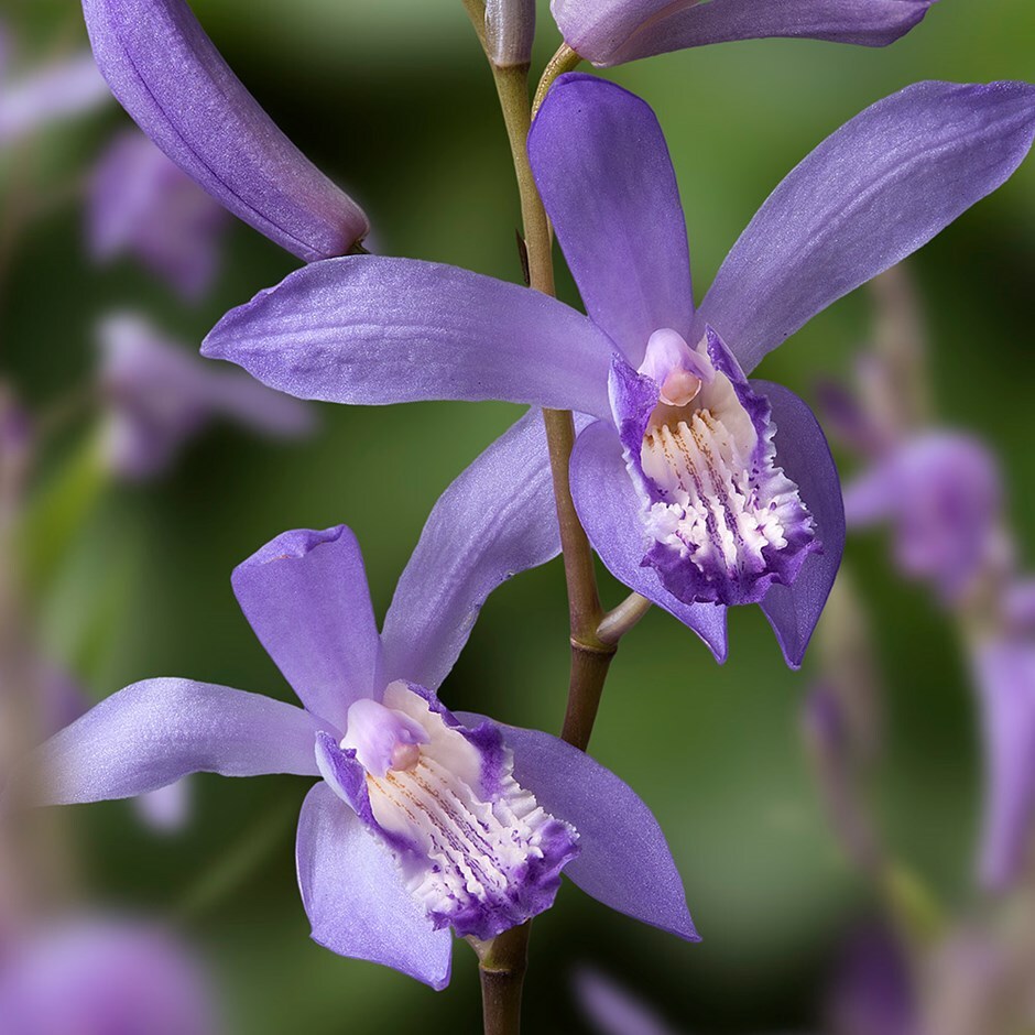 Buy half hardy hyacinth orchid Bletilla striata Blue Dragon £5.59