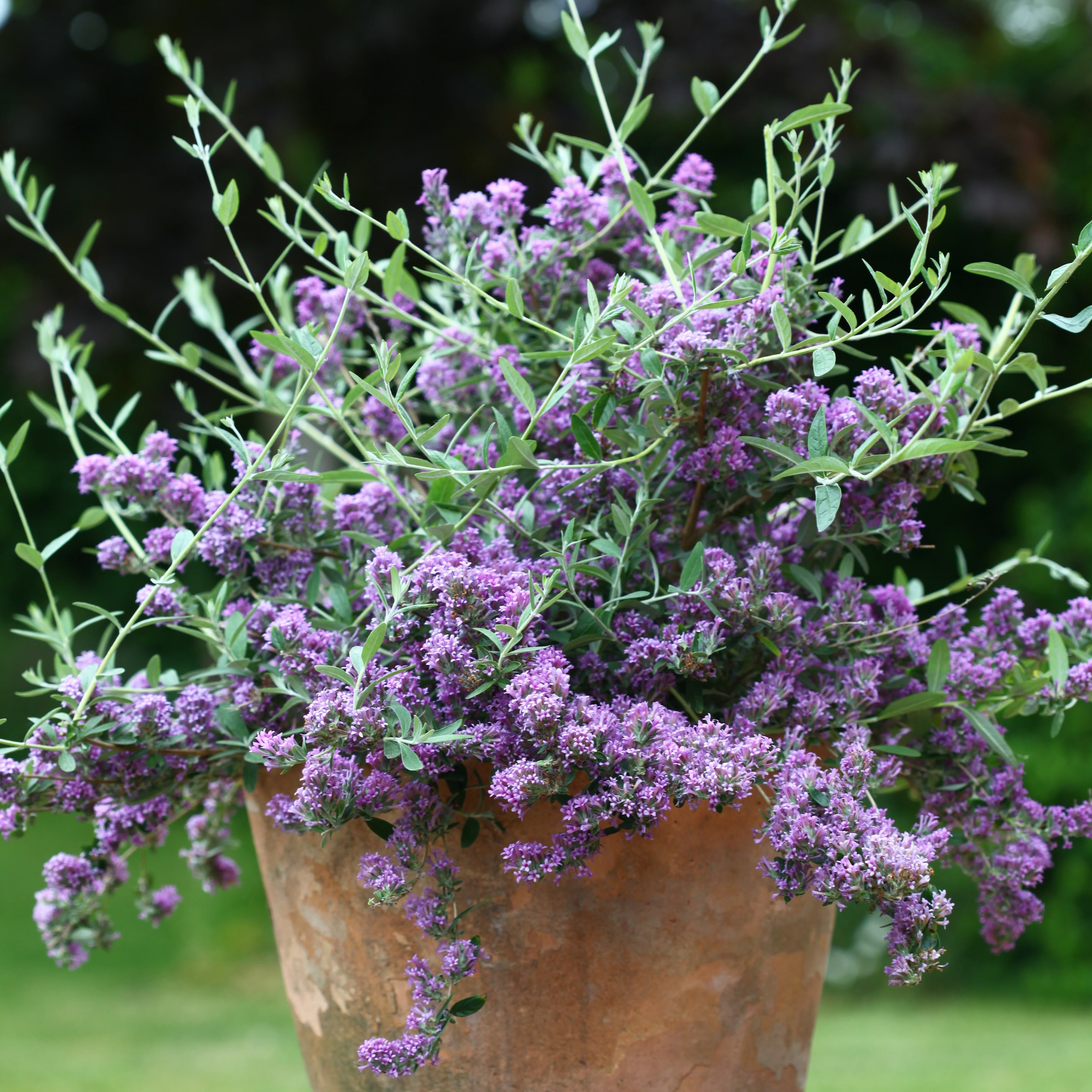 Product options image