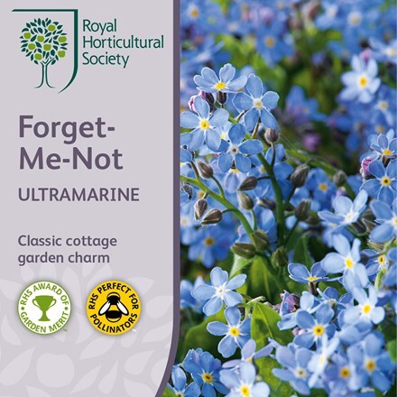 Picture of Myosotis sylvatica Ultramarine