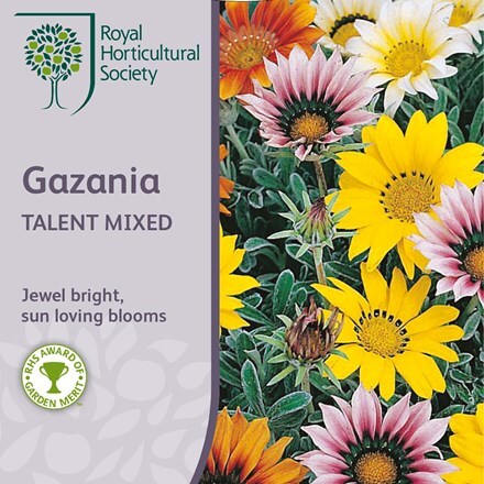 Picture of Gazania Talent Series