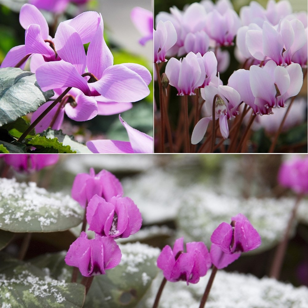 Product options image