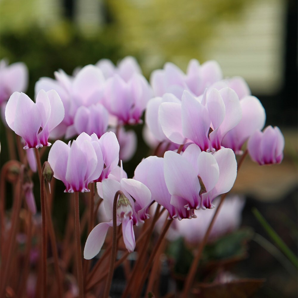 Award-winning hardy cyclamen collection