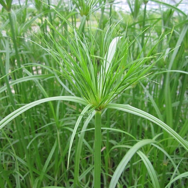 <i>Cyperus papyrus</i> 