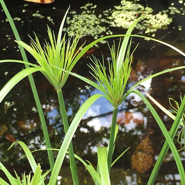 Cyperus papyrus