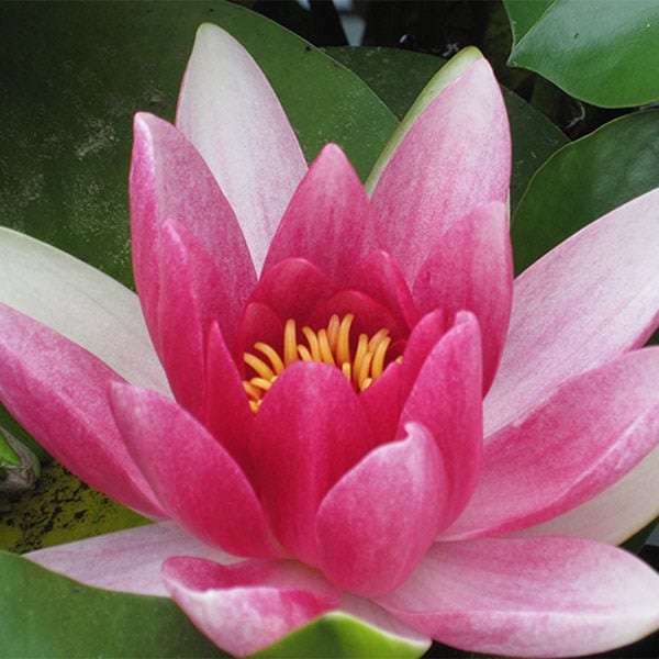 Nymphaea Charles de Meurville