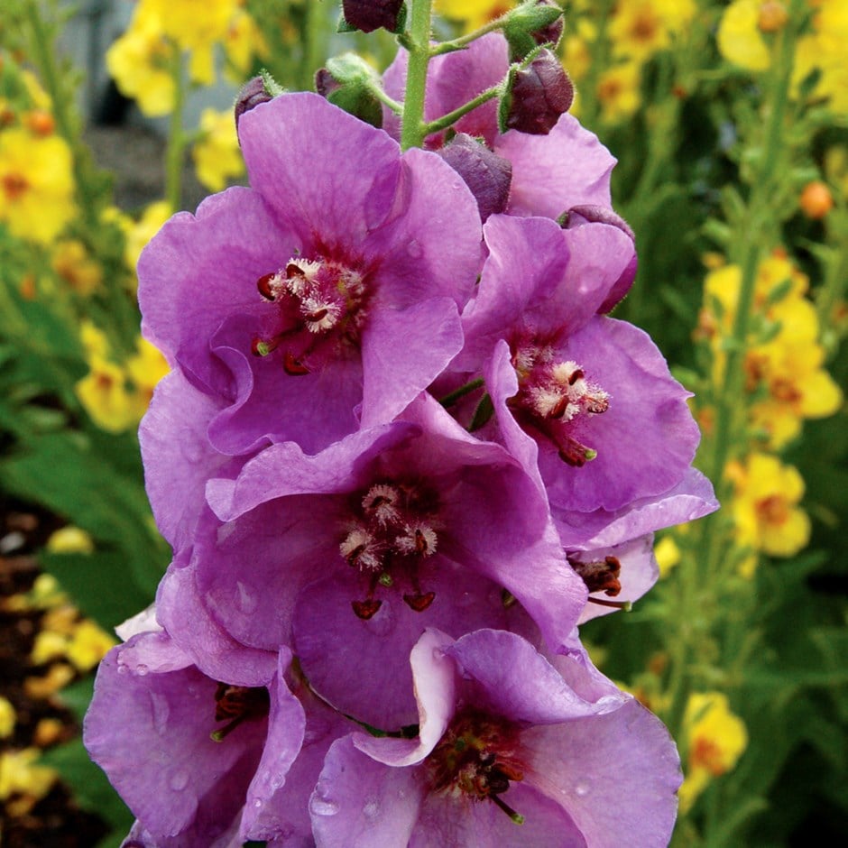mullein