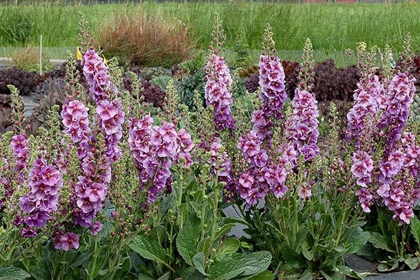<I>Verbascum</i> 'Sugar Plum' (PBR)
