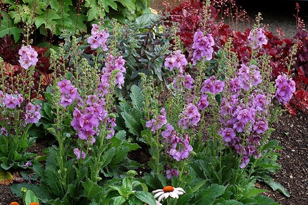 <I>Verbascum</i> 'Sugar Plum' (PBR)