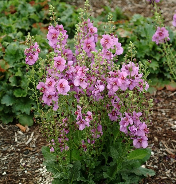 <I>Verbascum</i> 'Sugar Plum' (PBR)
