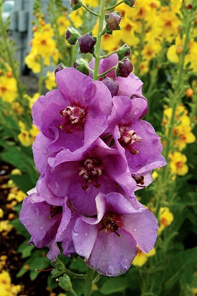 Verbascum Sugar Plum (PBR)