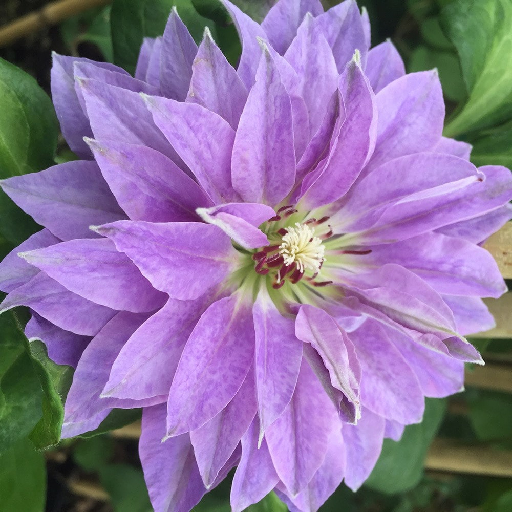 Buy early large flowered clematis group 2 Clematis Princess