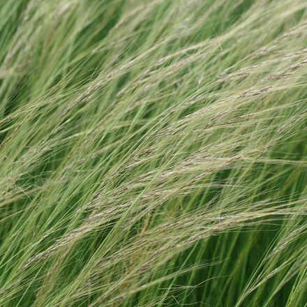 Stipa lessingiana