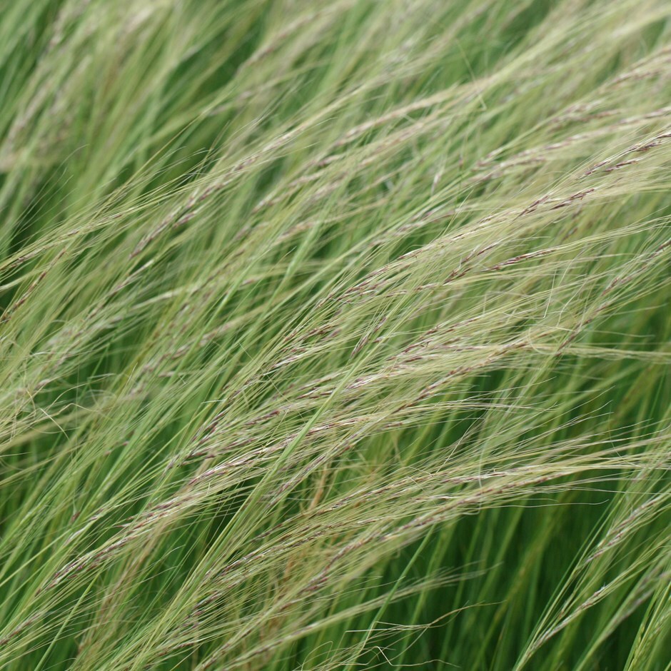 Siberian steppe grass