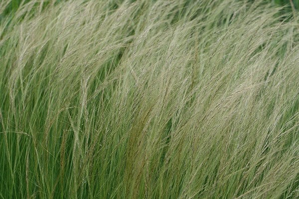 <i>Stipa lessingiana</i> 