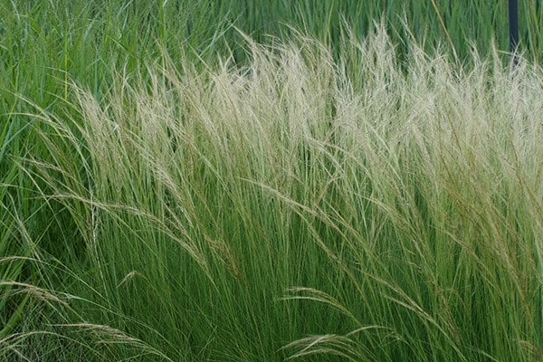 <i>Stipa lessingiana</i> 