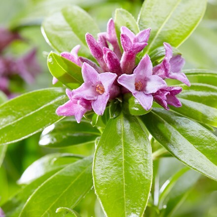 Picture of Daphne odora Sweet Amethyst