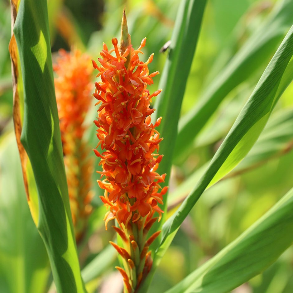Buy Ginger Lily Hedychium Densiflorum 5 99 Delivery By Crocus