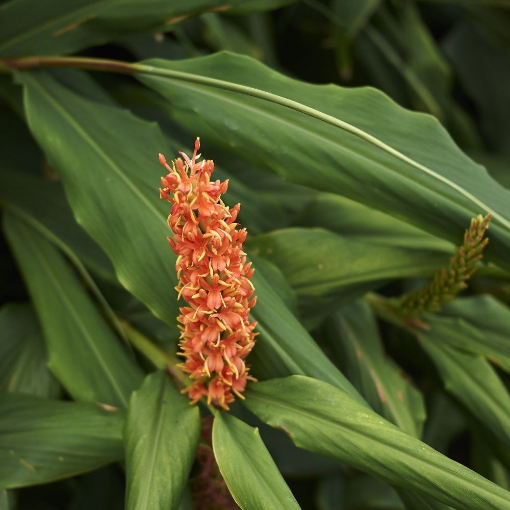 Buy Ginger Lily Hedychium Densiflorum 5 99 Delivery By Crocus