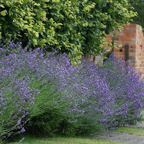 Buy lavender Lavandula angustifolia Munstead: Â£12.99 