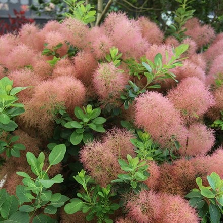 Cotinus Candy Floss