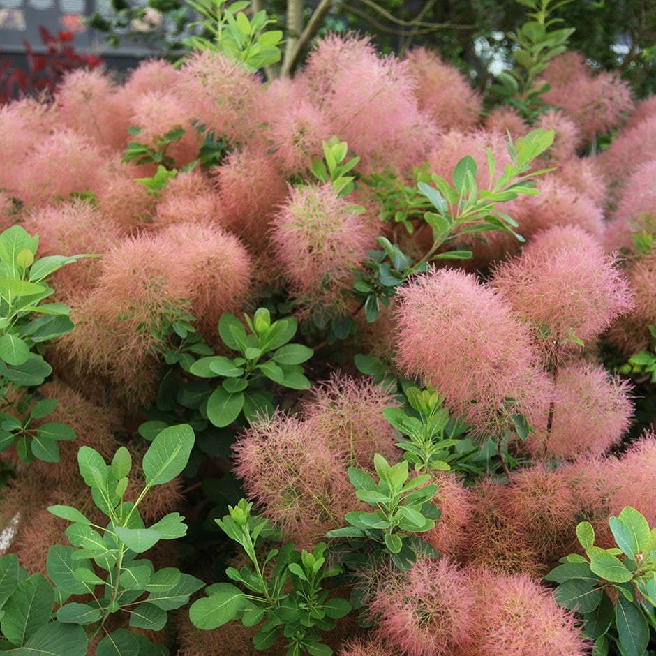 Filipendula Rubra Venusta Claire Austin