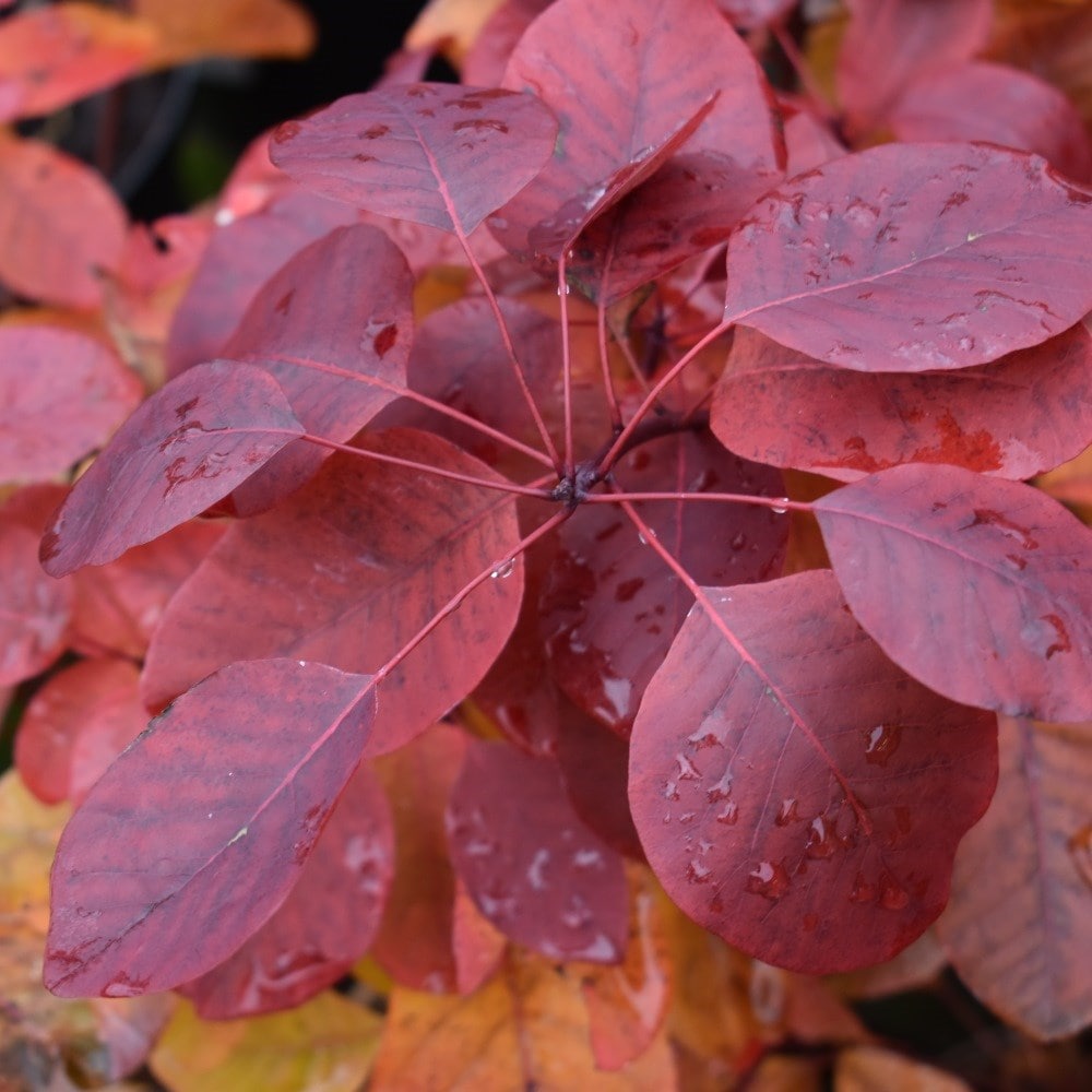 <i>Cotinus</i> 'Candy Floss'