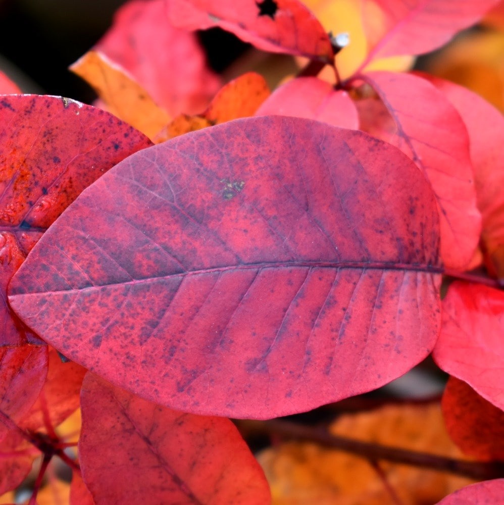 <i>Cotinus</i> 'Candy Floss'