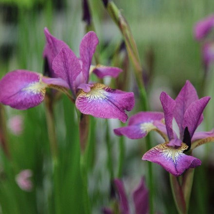 Siberian iris ( syn. Iris sibirica Sparkling Rose)