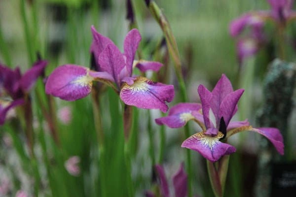 Iris Sparkling Rose