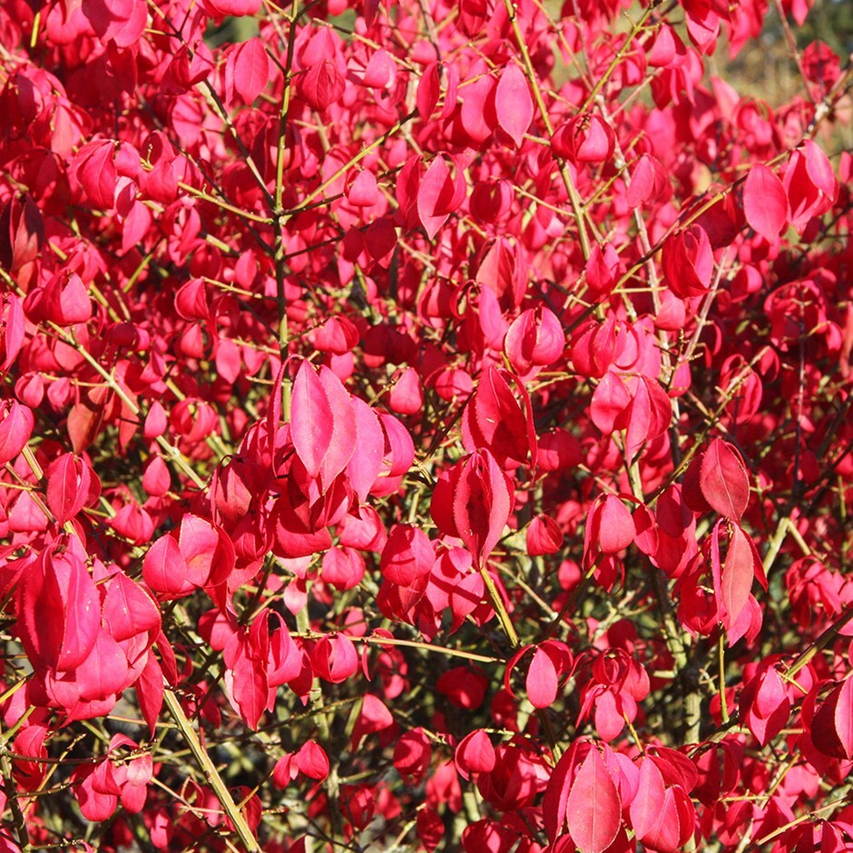 buy winged spindle fire bush euonymus alatus compactus christmas star outdoor