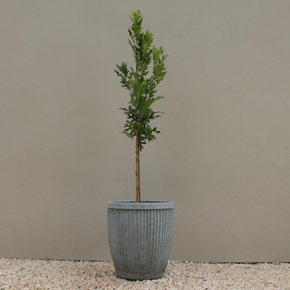 Product options image