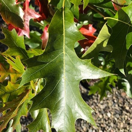 Quercus palustris Green Pillar ('Pringreen')