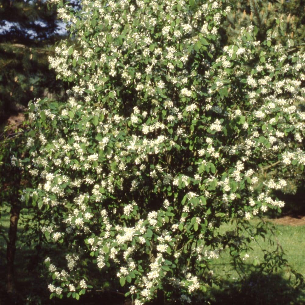 Buy alder-leaved serviceberry 'Obelisk' Amelanchier alnifolia Obelisk ...