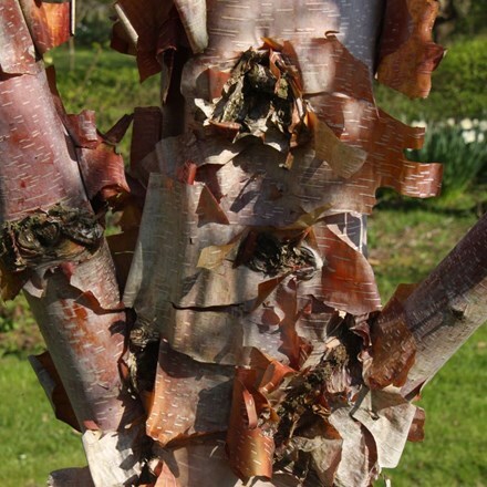 Picture of Betula albosinensis Red Panda