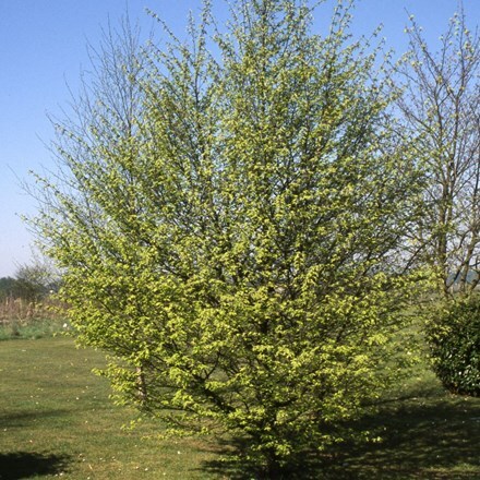 Picture of Carpinus betulus