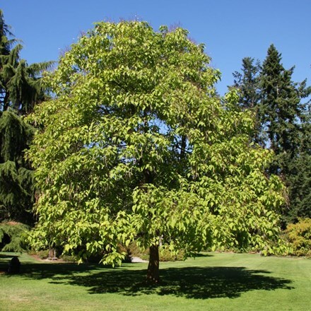 Picture of Catalpa bignonioides