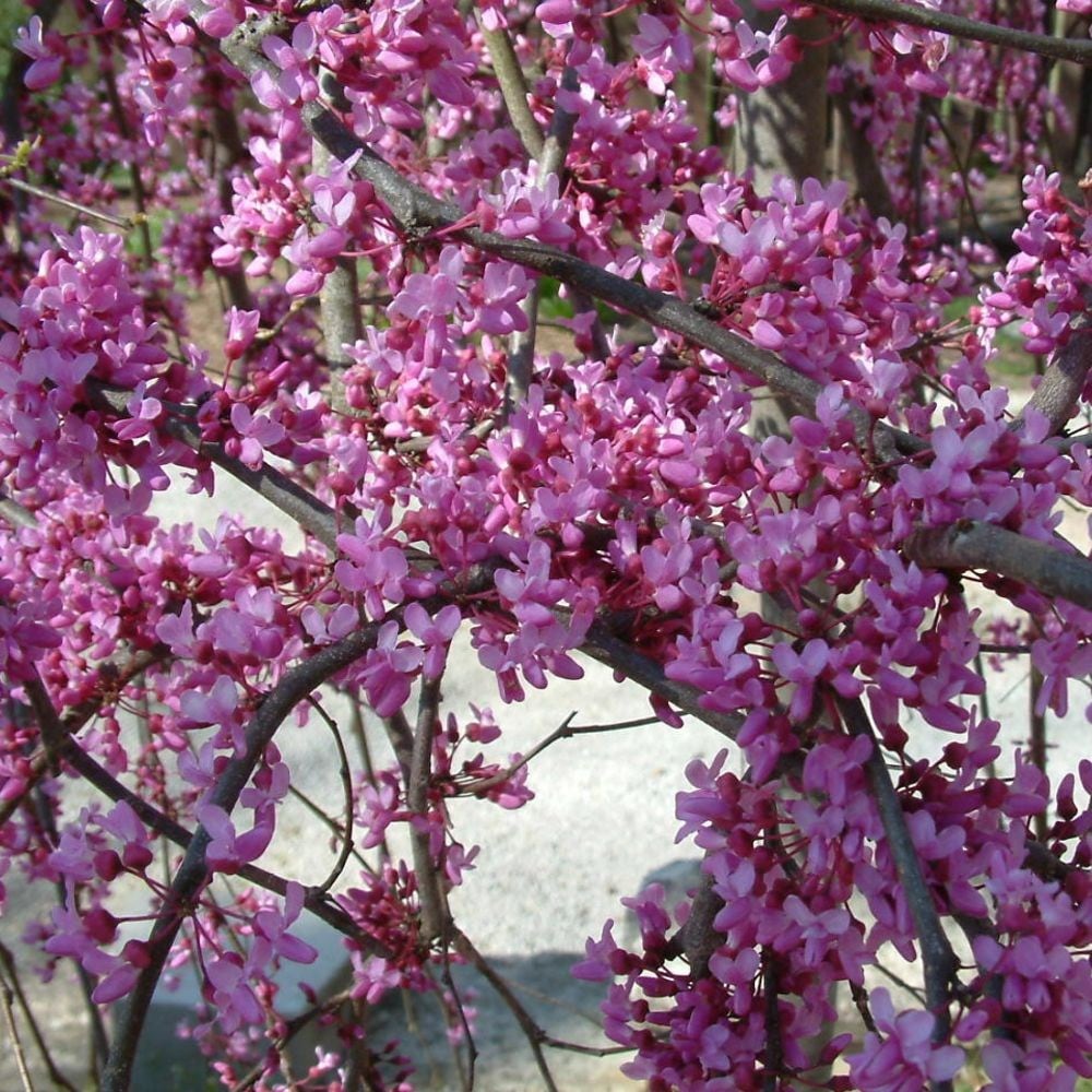 redbud Lavender Twist