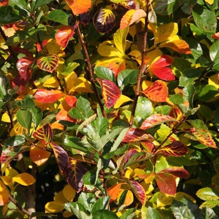 Crataegus persimilis Prunifolia Splendens
