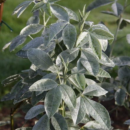 Picture of Argyrocytisus battandieri