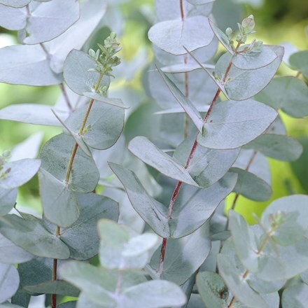 Picture of Eucalyptus gunnii