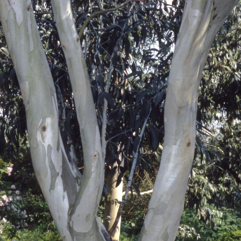 <i>Eucalyptus pauciflora</i> subsp. <i>niphophila</i>